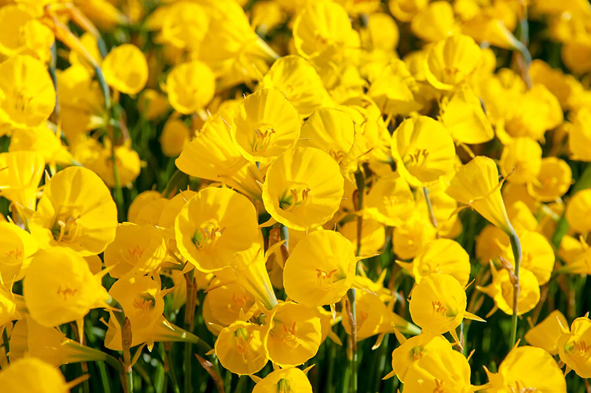 Narzisse Golden Bells