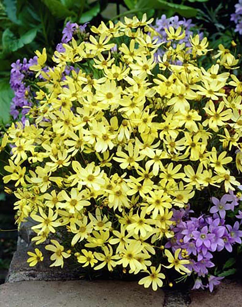 Blumenmischung für Bienen