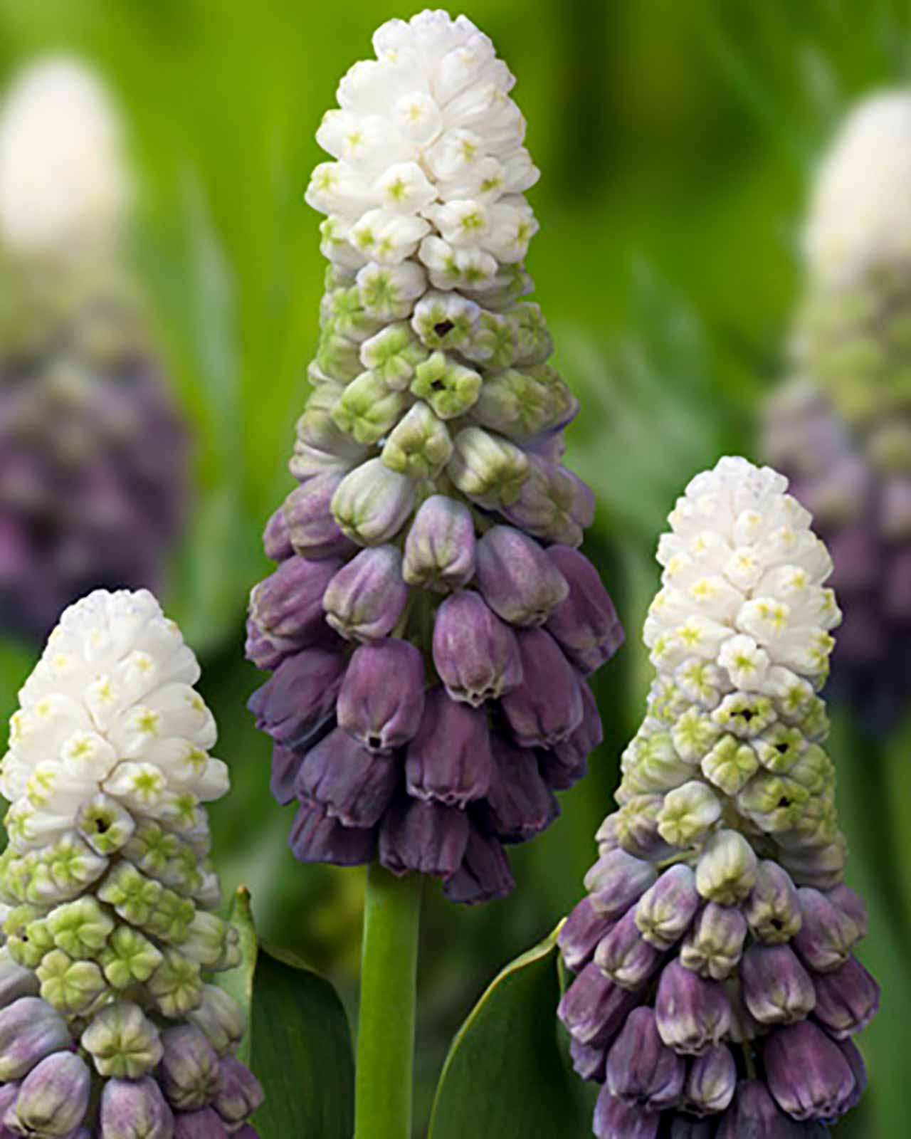 Traubenhyazinthe Grape Ice