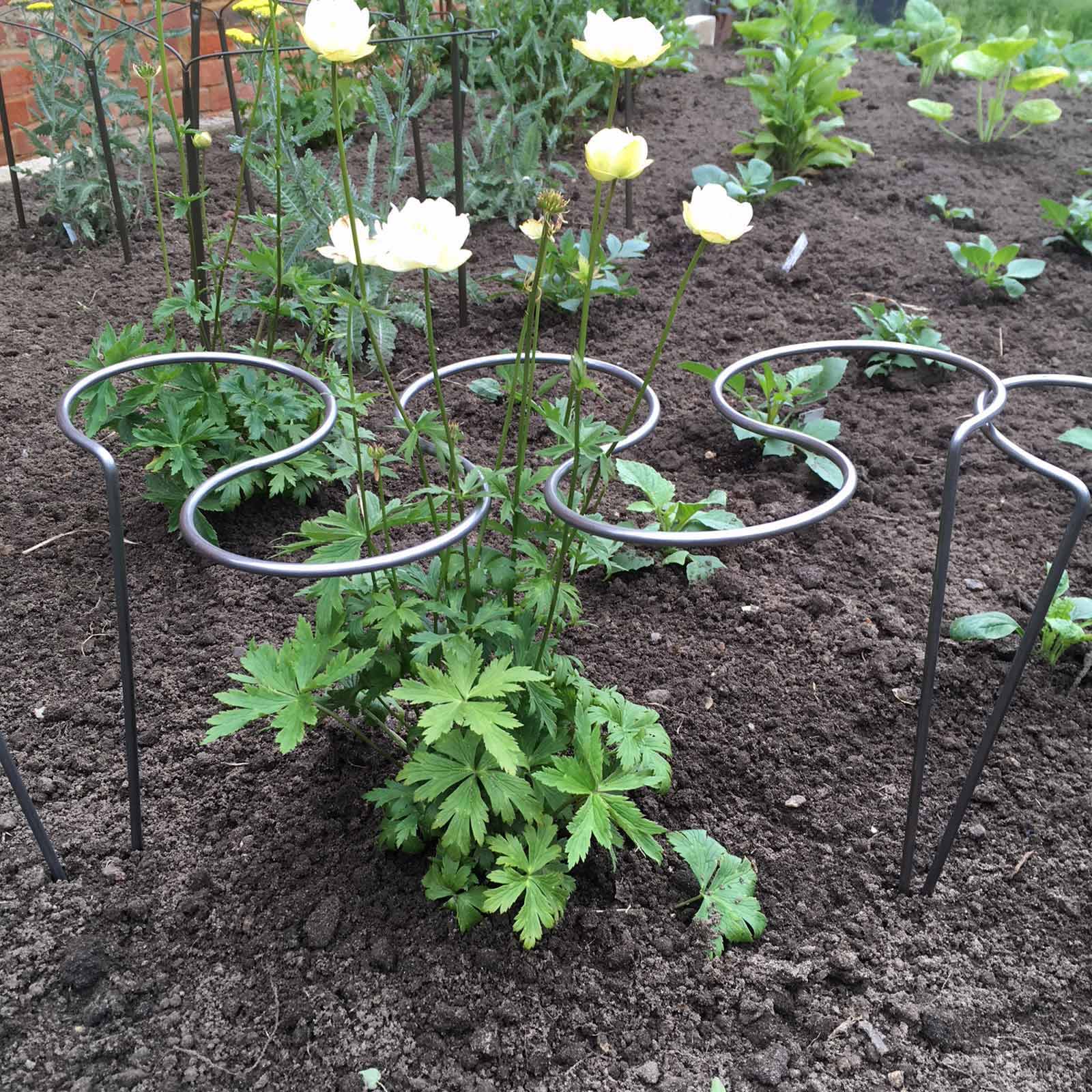 Staudenstützen - 5 Ring Grow Through