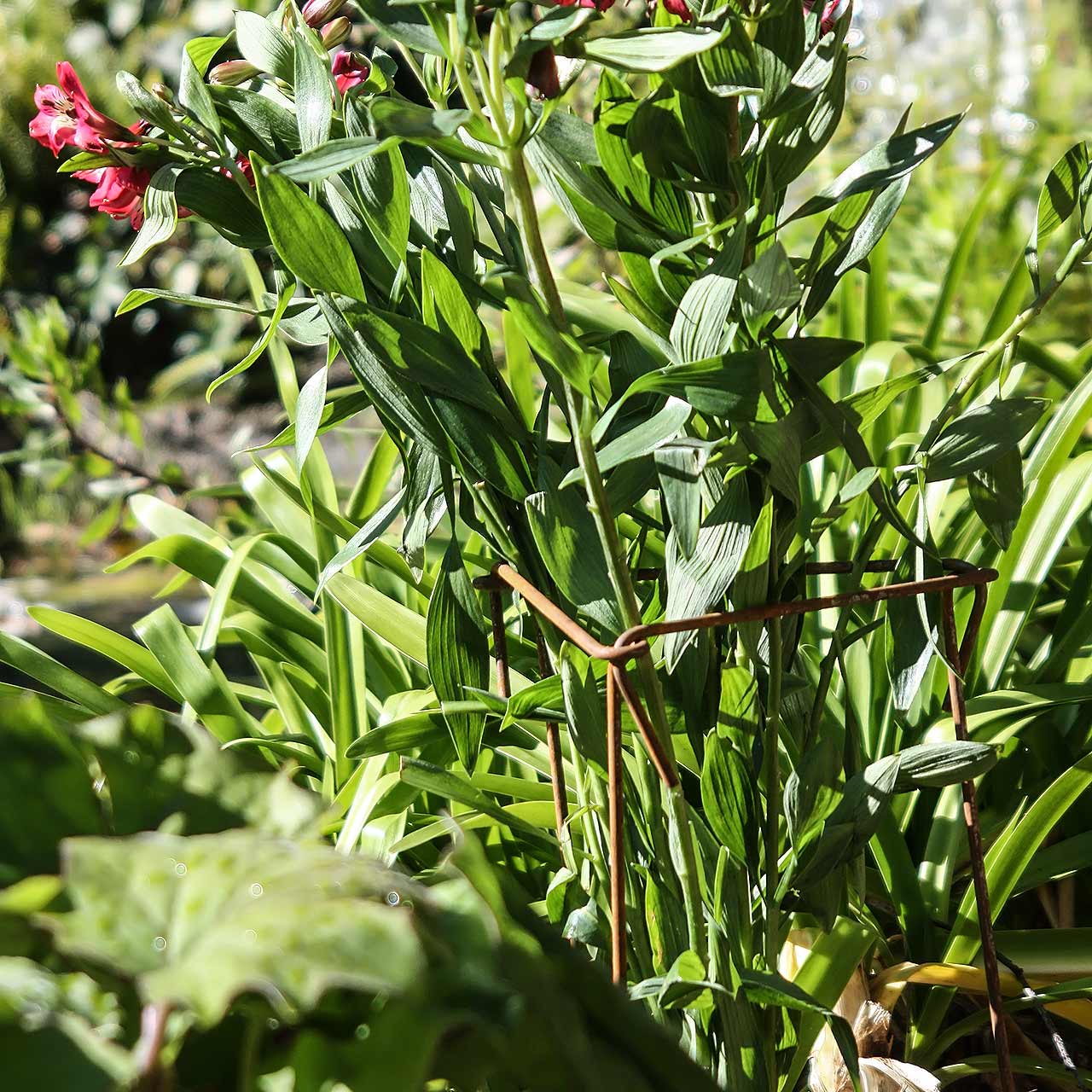 Pflanzenstützen »Link Stakes Rust«