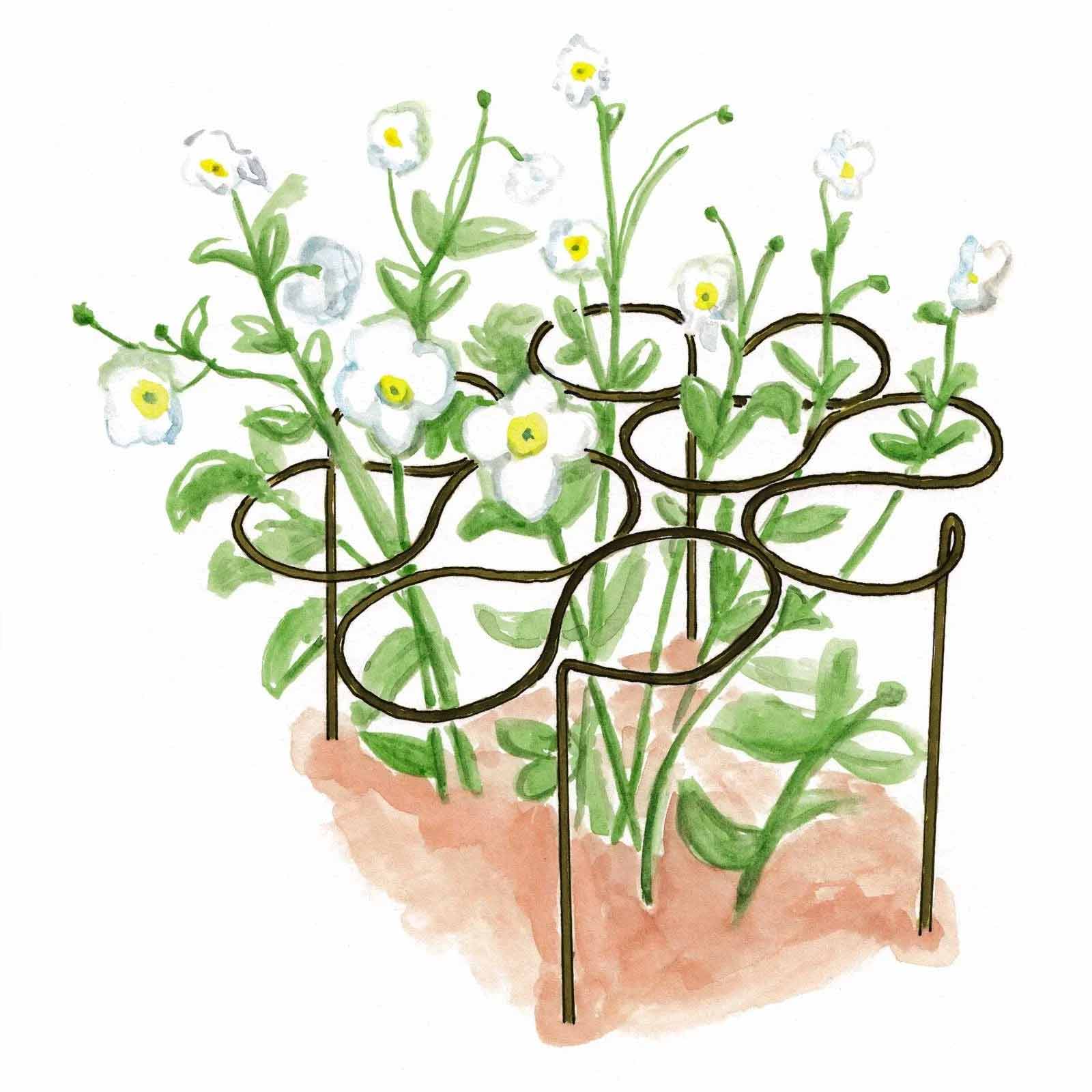 Staudenstützen - Metall