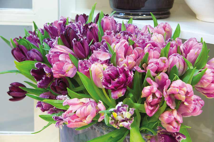 Blumenstrauß Tulpe Mascotte