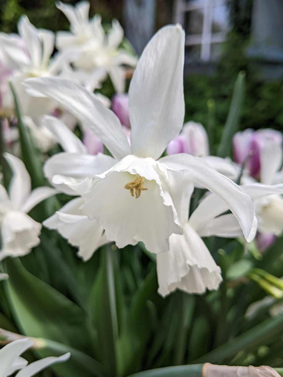 Blumenzwiebel-Kollektion Folk Story