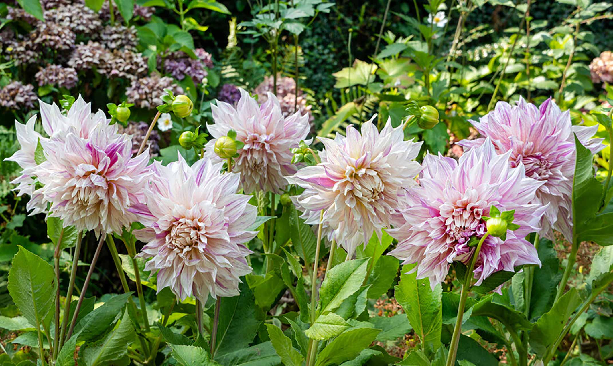 Dahlie Café au Lait Twist