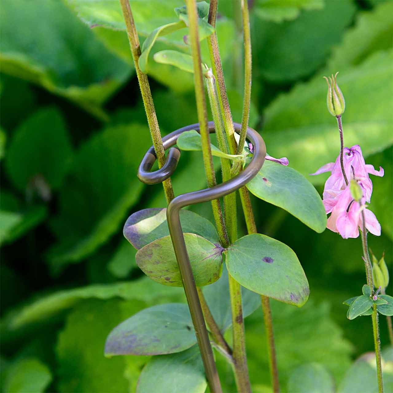 Pflanzenstützen »Single Stem«