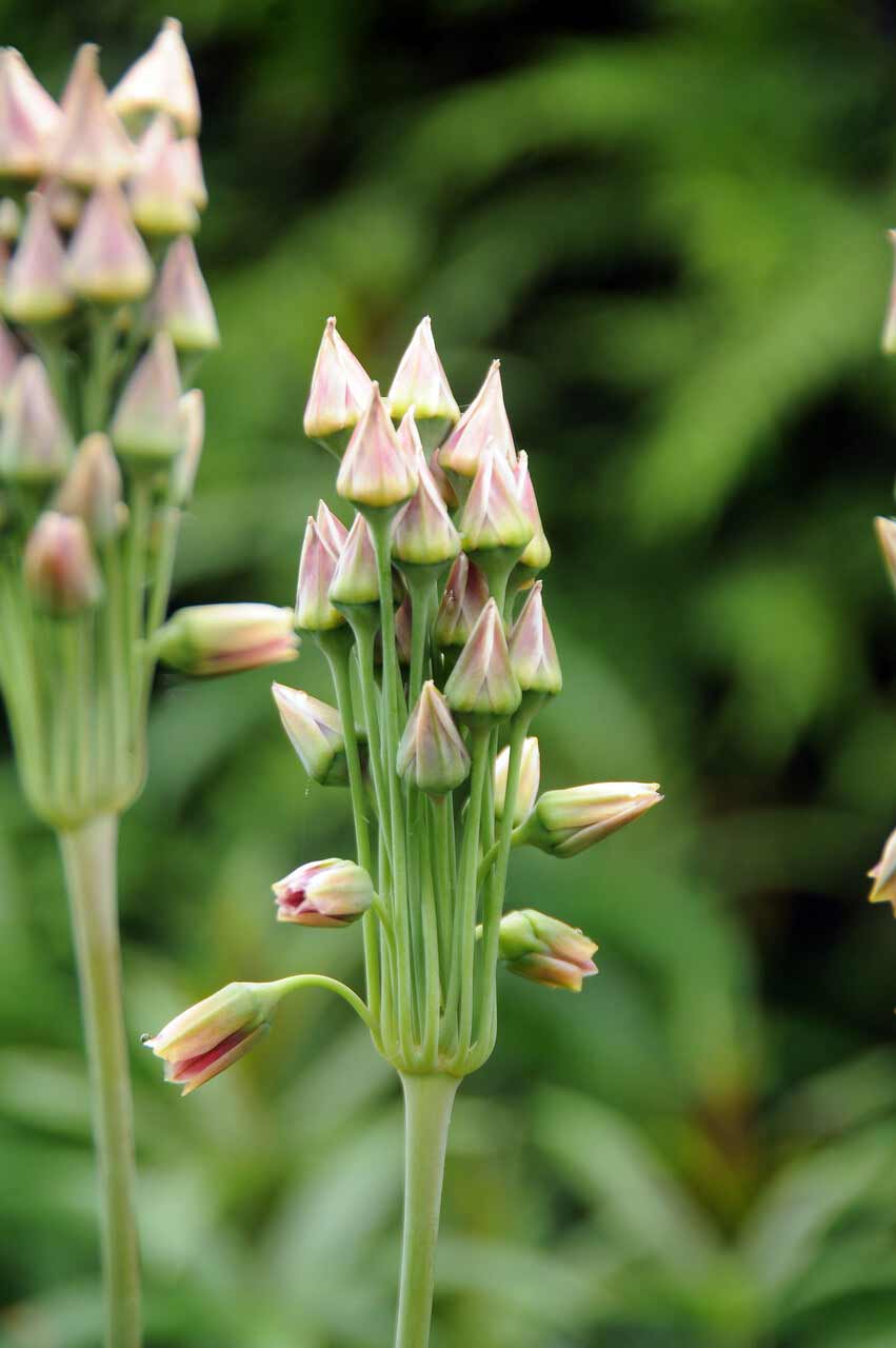 Allium Nectaroscordum Siculum