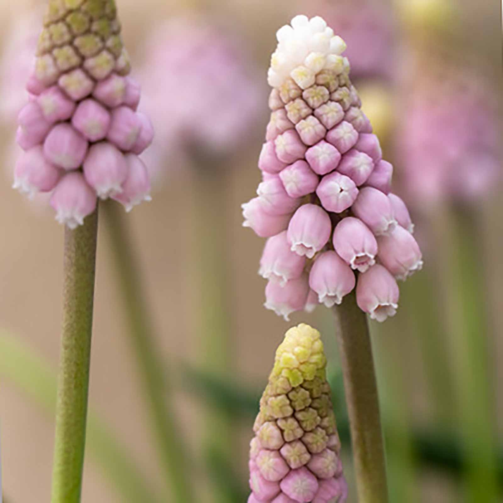 Traubenhyazinthe rosa