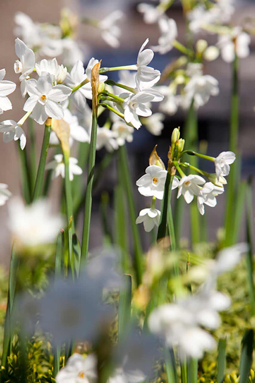 Zimmernarzisse Paperwhite