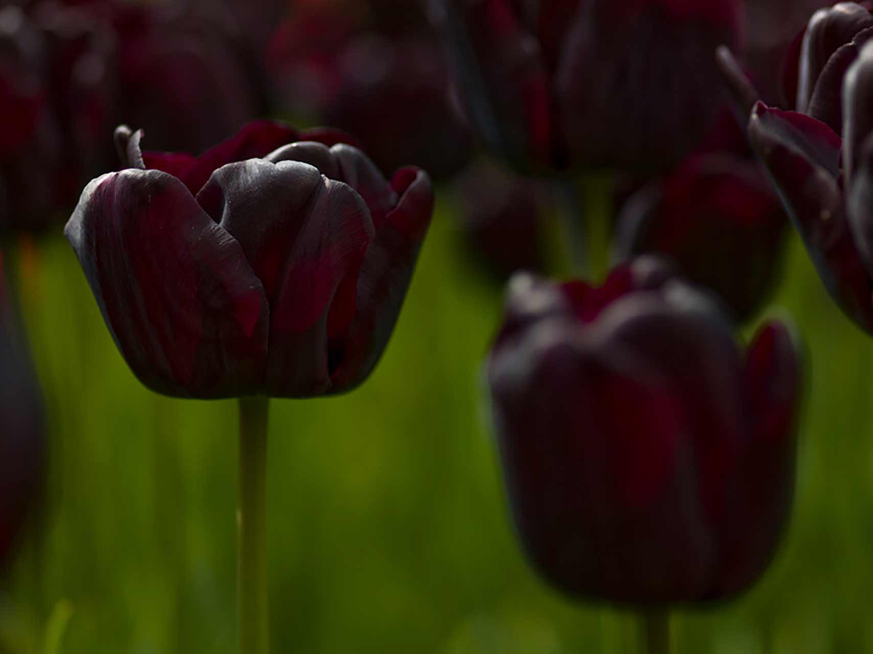 Tulpe Queen of Night