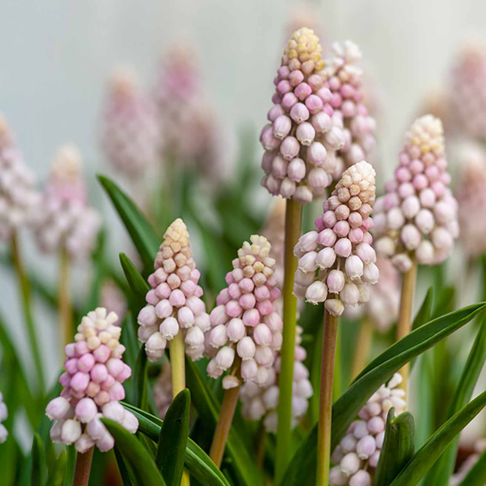 Traubenhyazinthe pink