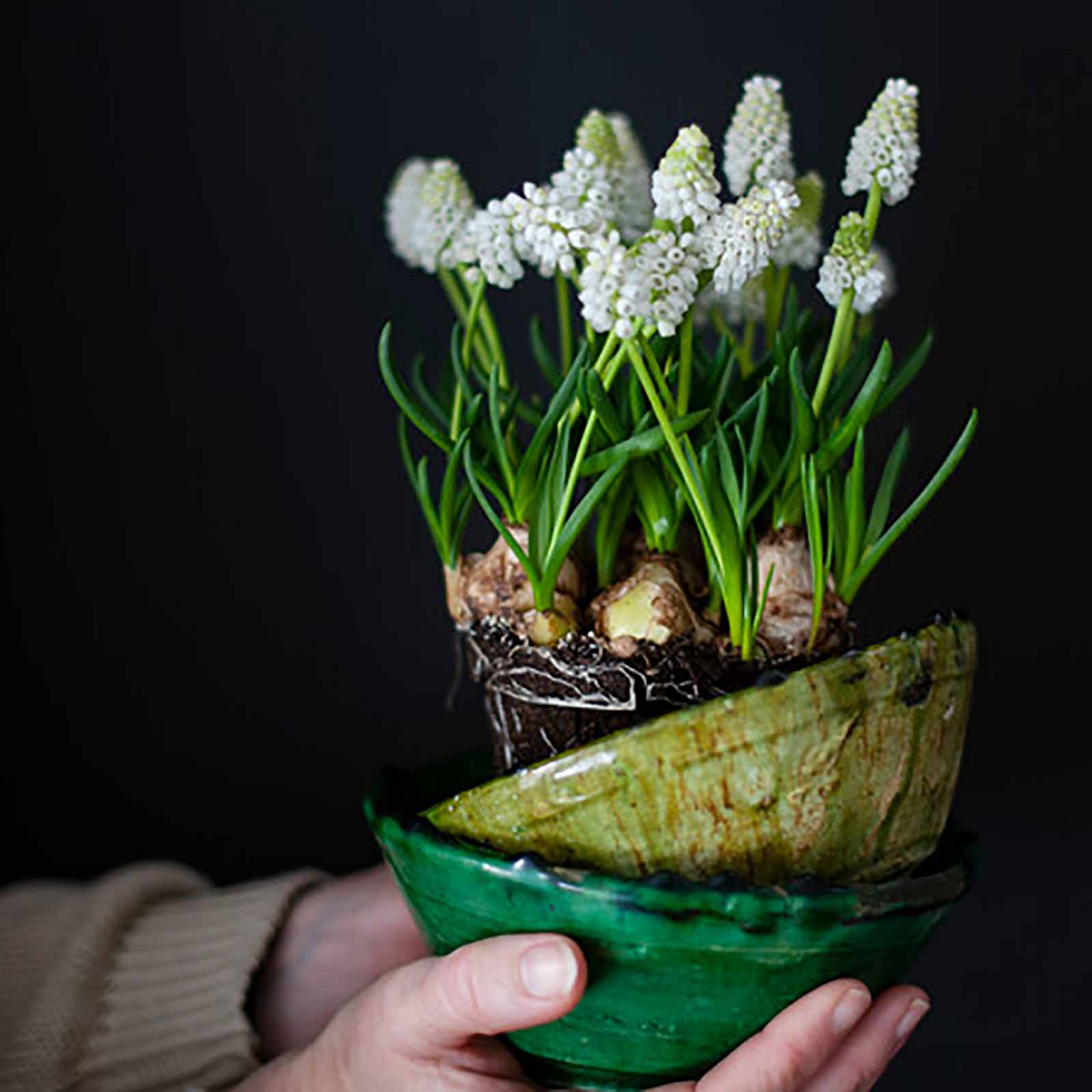 Muscari White Magic