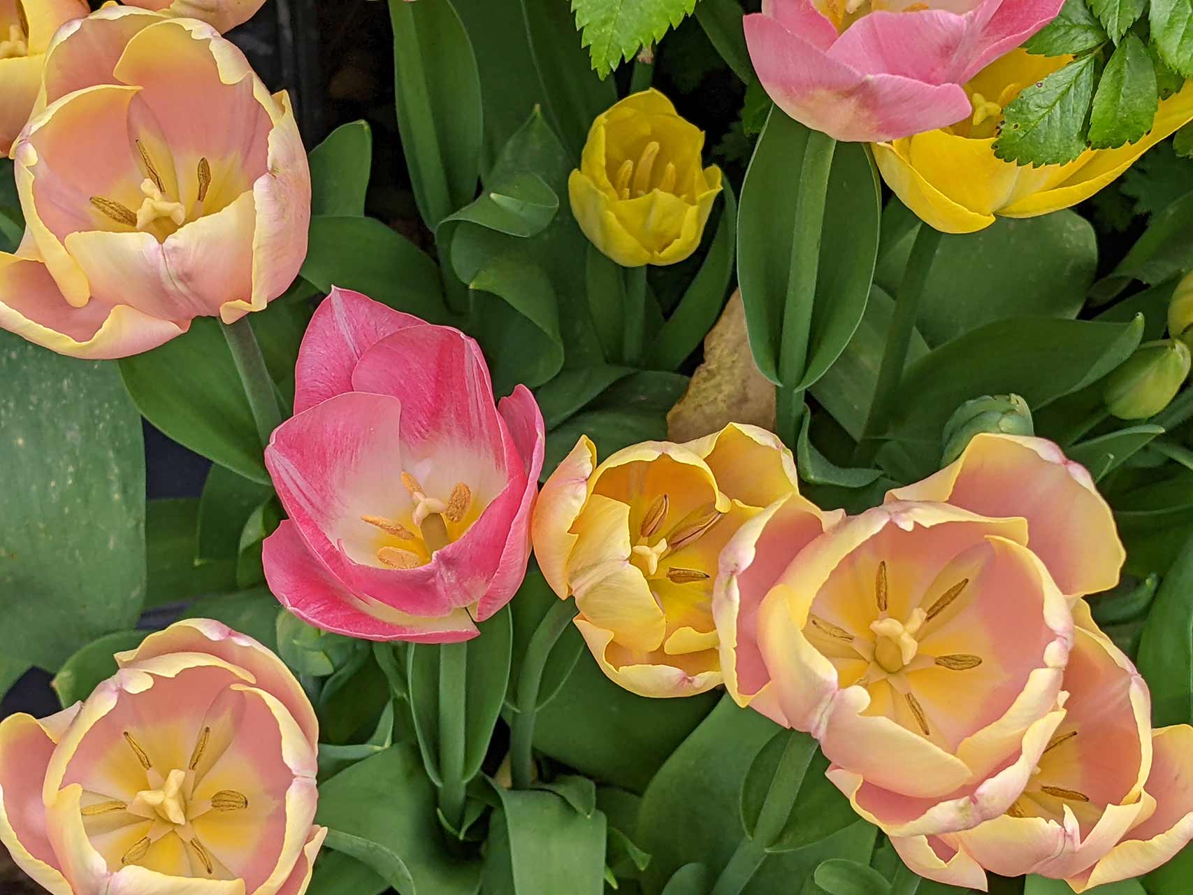 We love tulips Orange