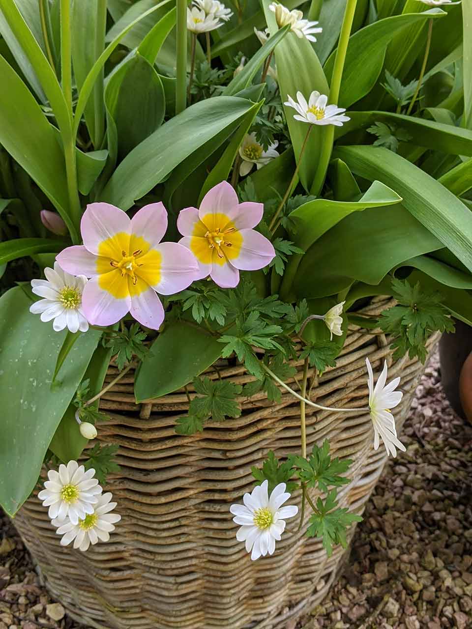 Blumenzwiebel-Kollektion Folklore Tim