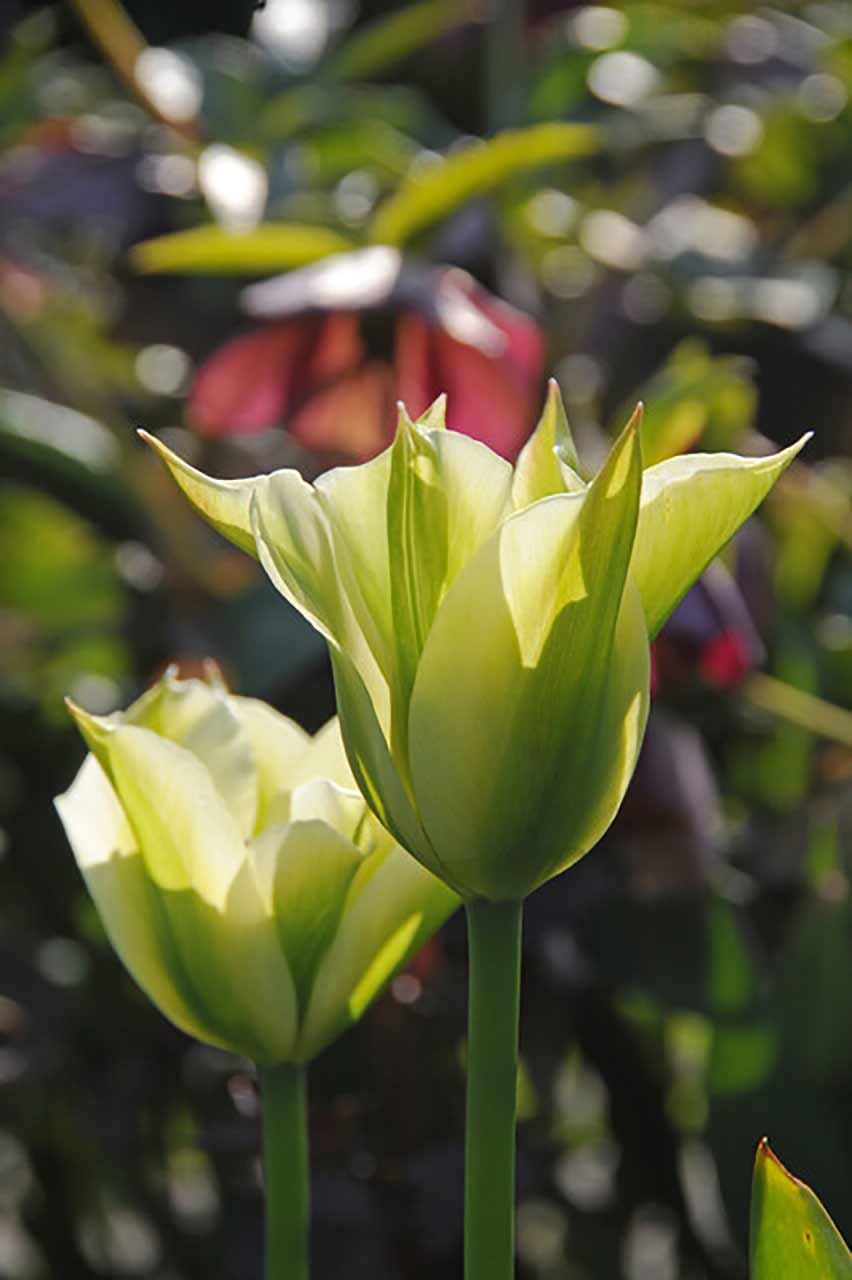 Tulpe Spring Green