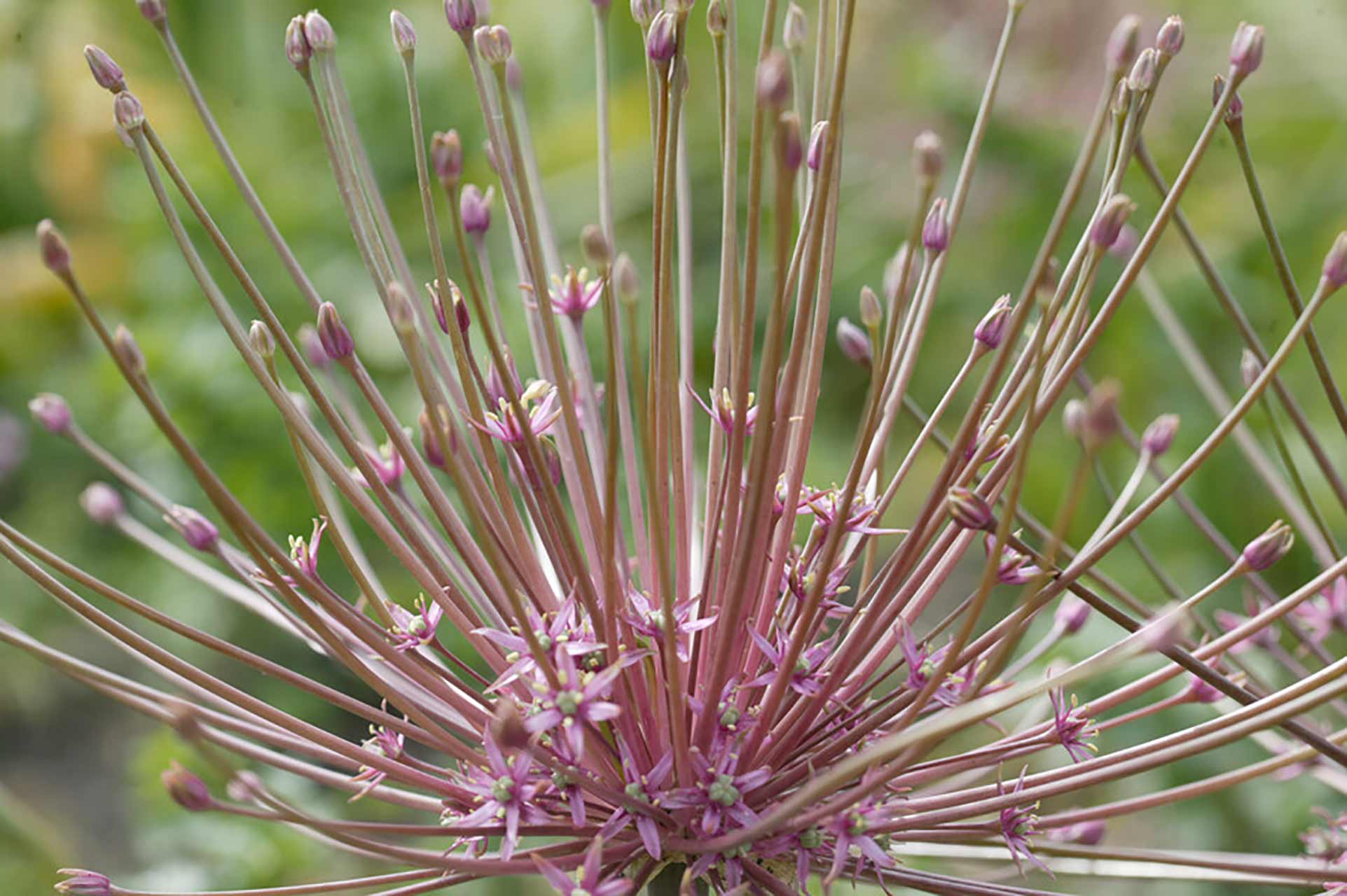 Allium Schubertii
