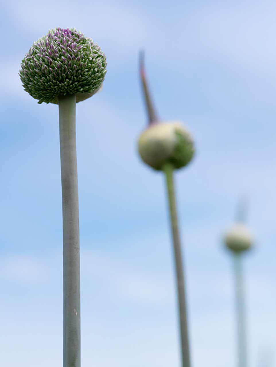 Allium Summer Drummer