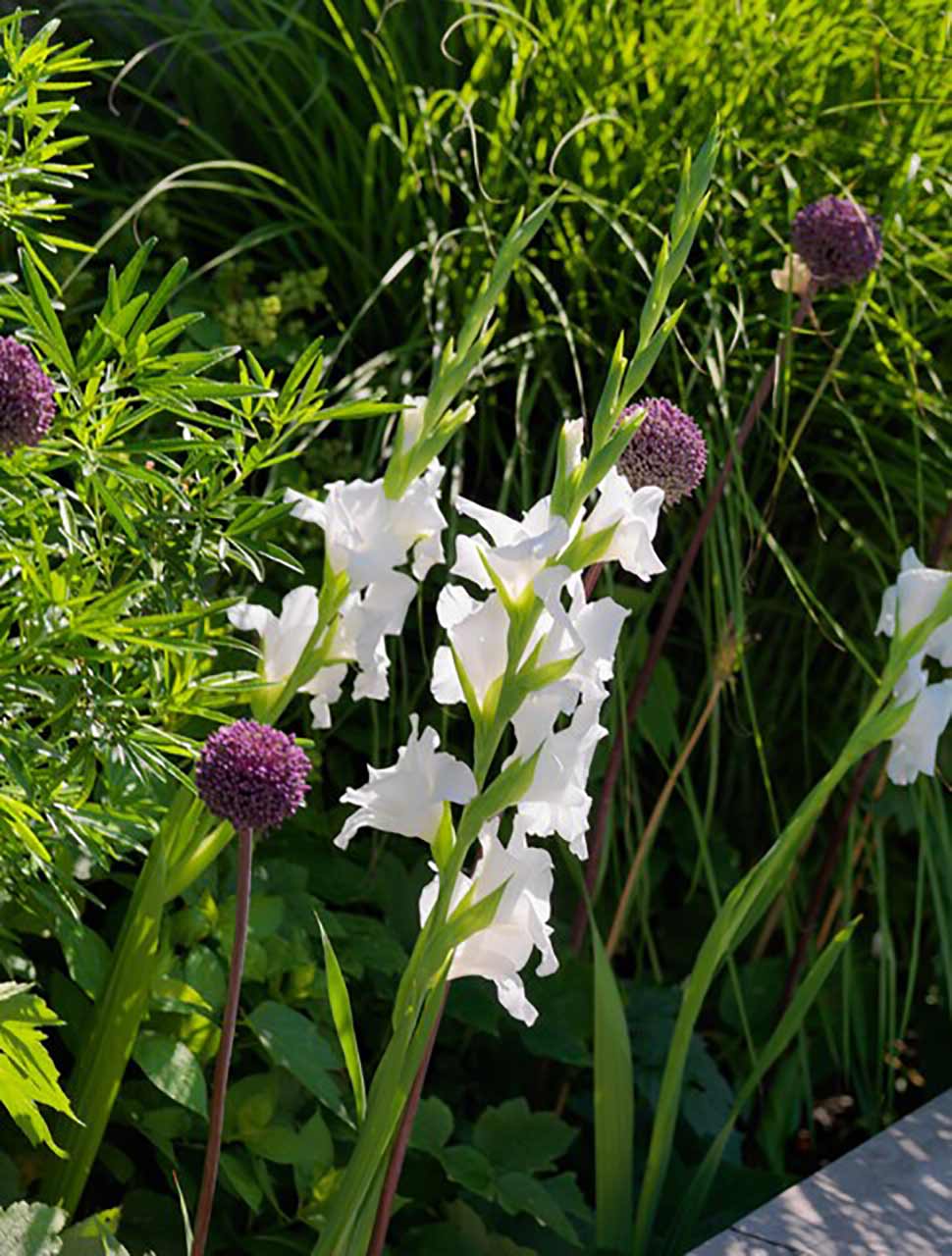 Allium Summer Drummer