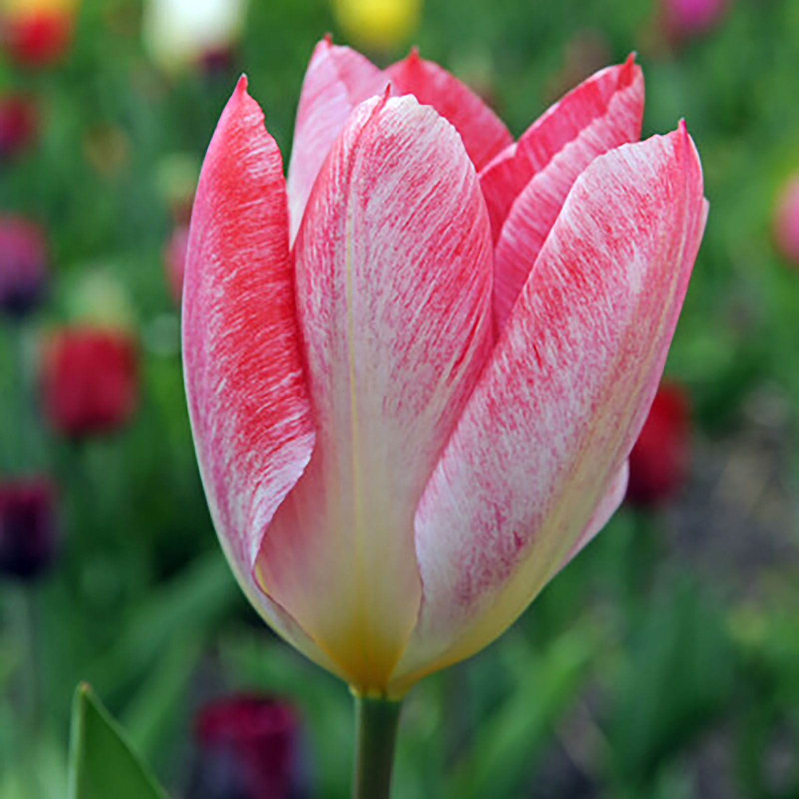 Tulpen-Kollektion »Flaming Beauty«