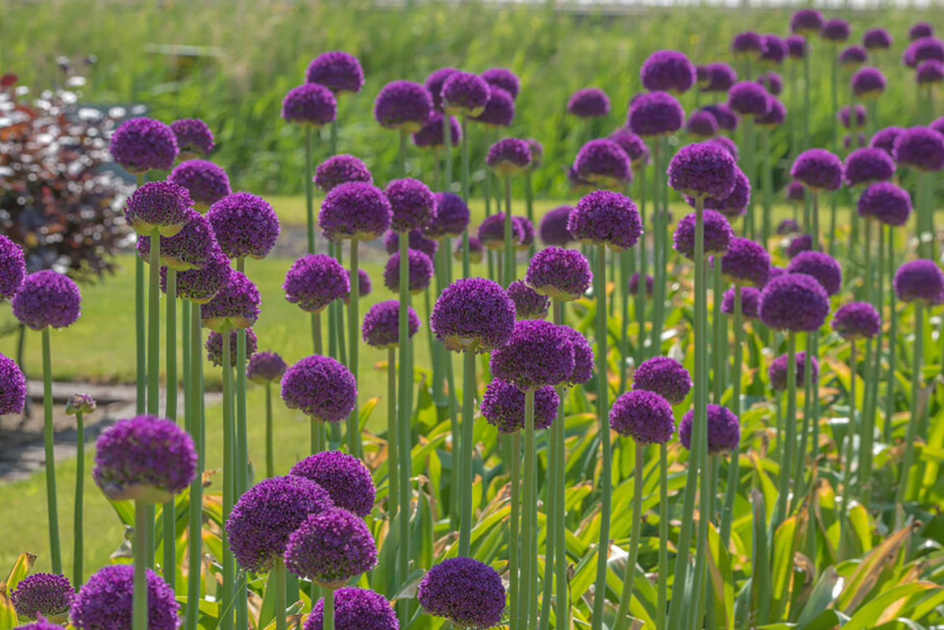 Allium Ambassardor