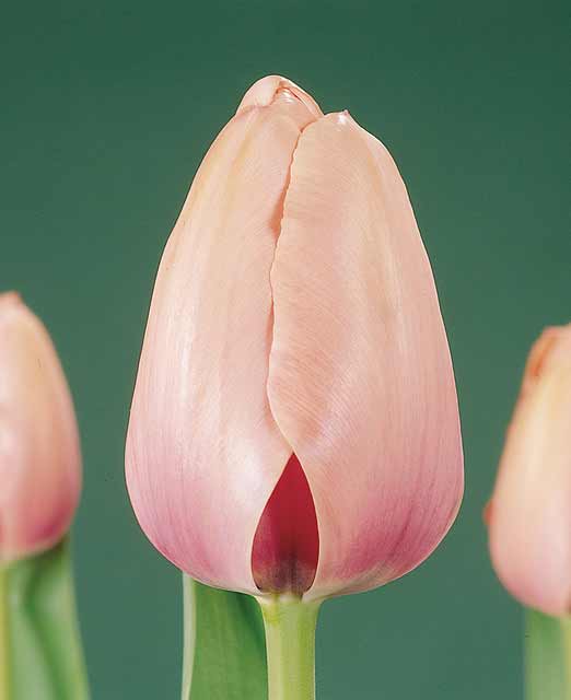 Tulpe Salmon Impression