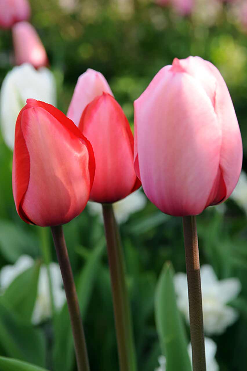 Tulpen Kollektion RosaRot