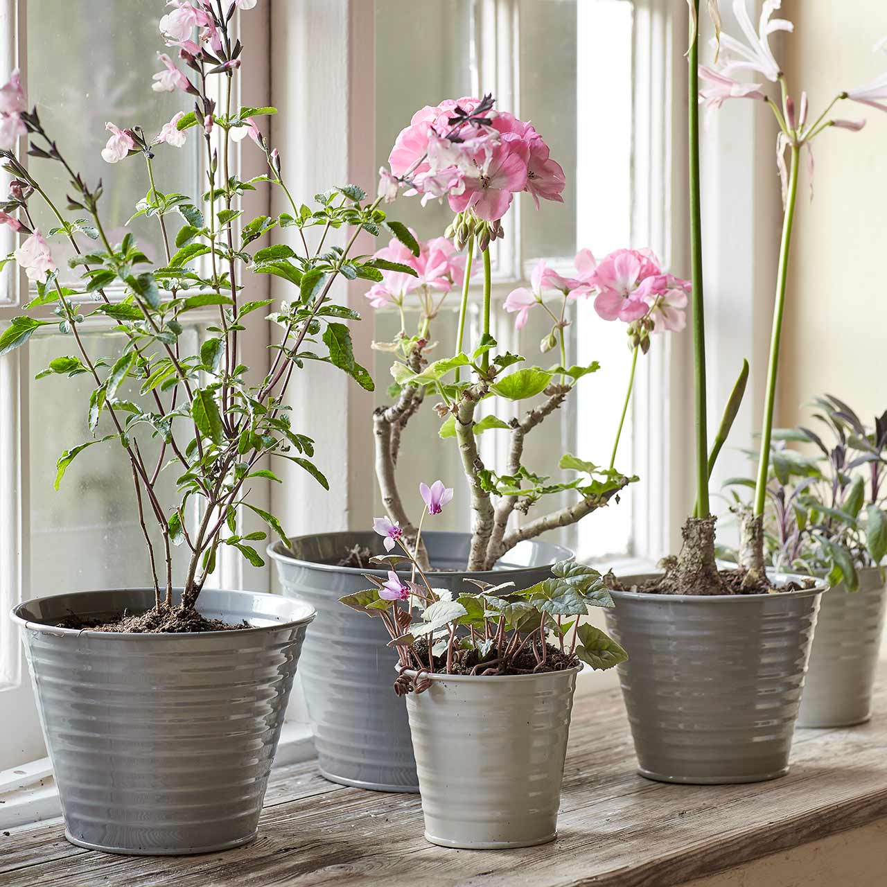 Pflanztöpfe »Ombré Pots«