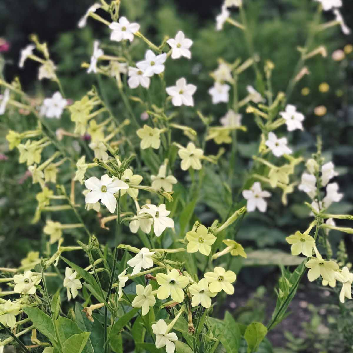 Blumensamen Nicotiana alata »Lime Green« (Ziertabak)