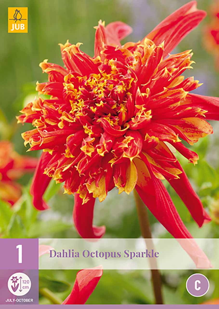 Dahlie Octupus Sparkle