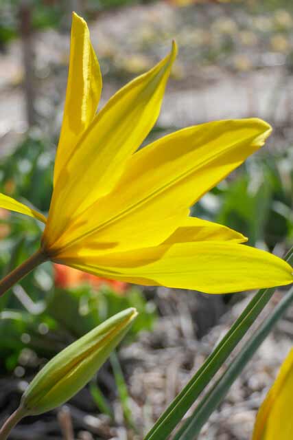 Tulpe Sylvestris