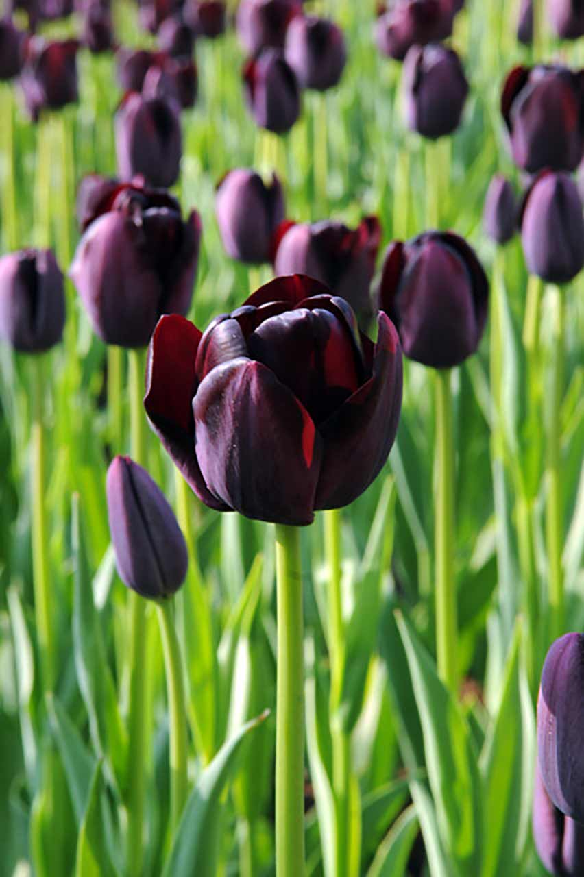 Blumenzwiebel-Kollektion »Tulipa Black« - 35 Stück