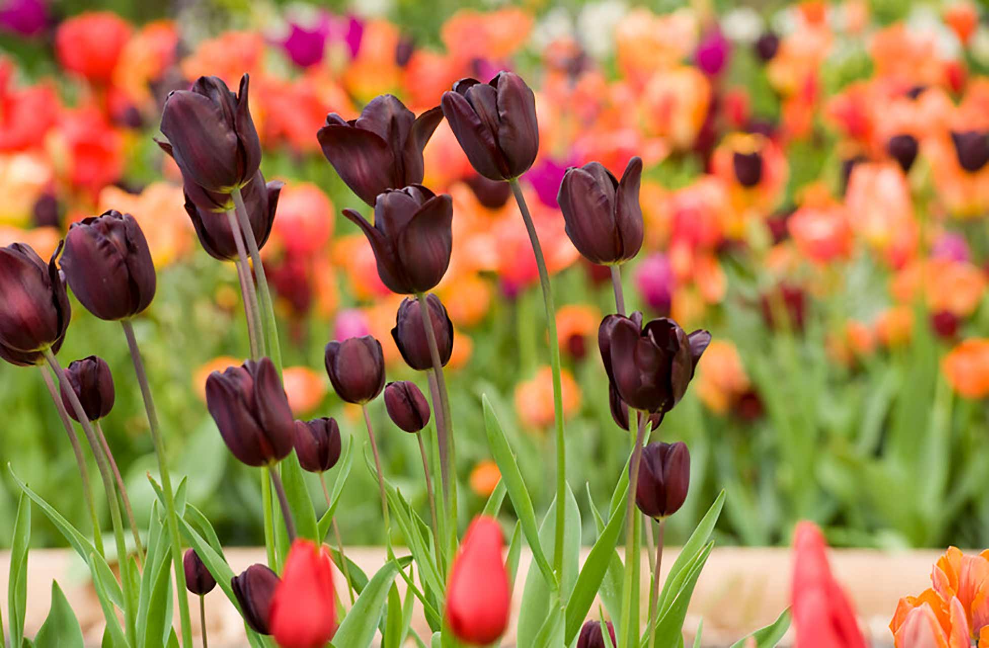 Tulpe Queen of Night