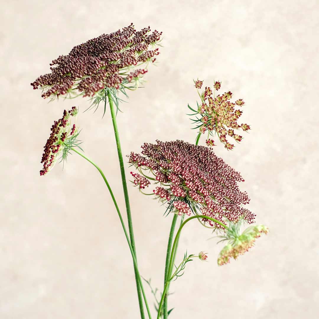 Blumensamen Wilde Möhre Dara