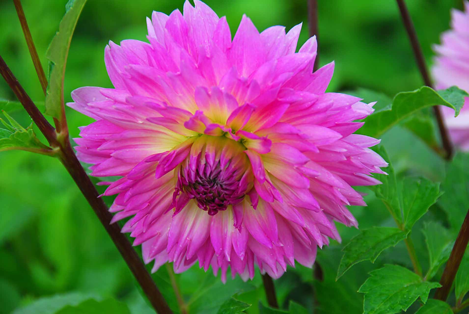 Dahlie Sakura Fubuki