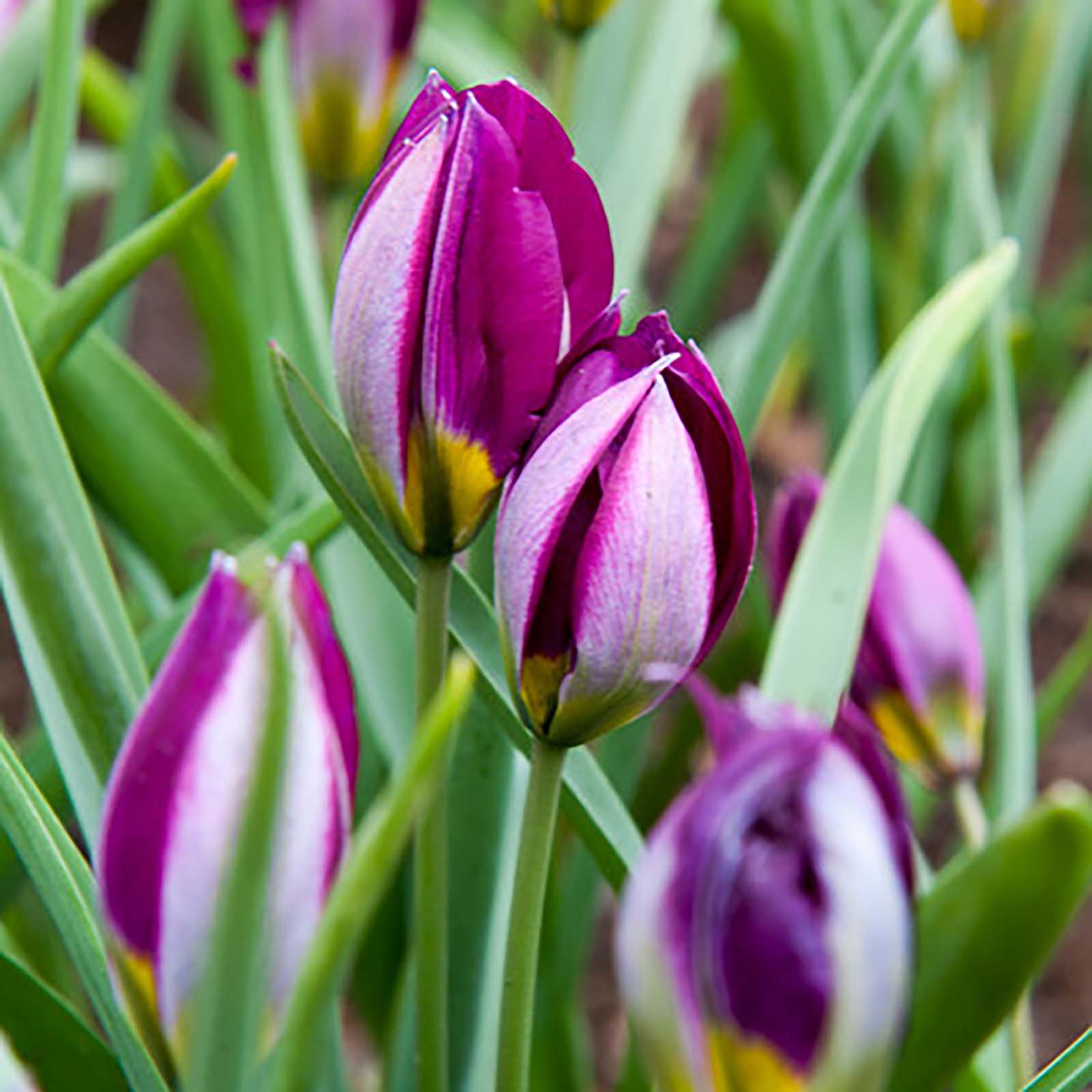 Zwerg-Tulpe - Tulipa humilis Persian Pearl