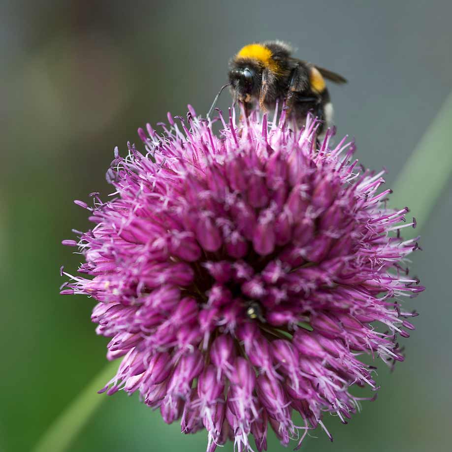 Allium Sphaerocephalon