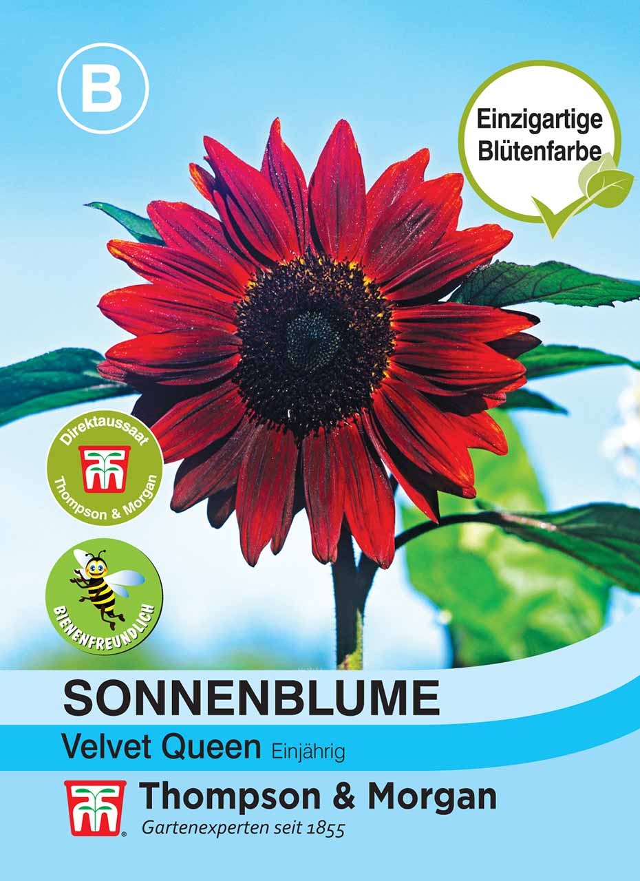 Sonnenblume Velvet Queen