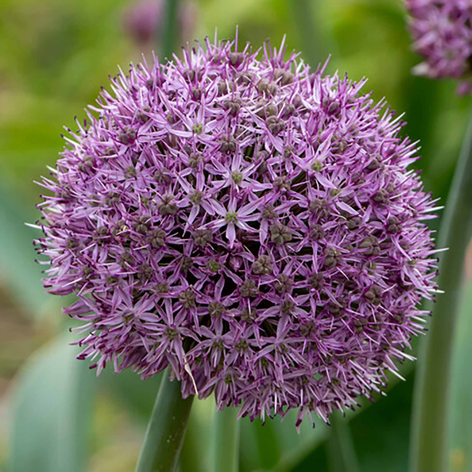 Allium Pary Balloons