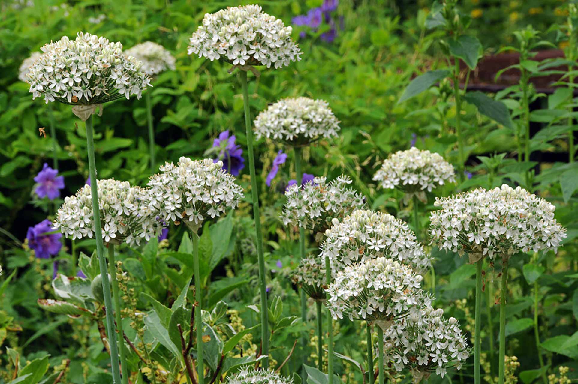 Allium nigrum