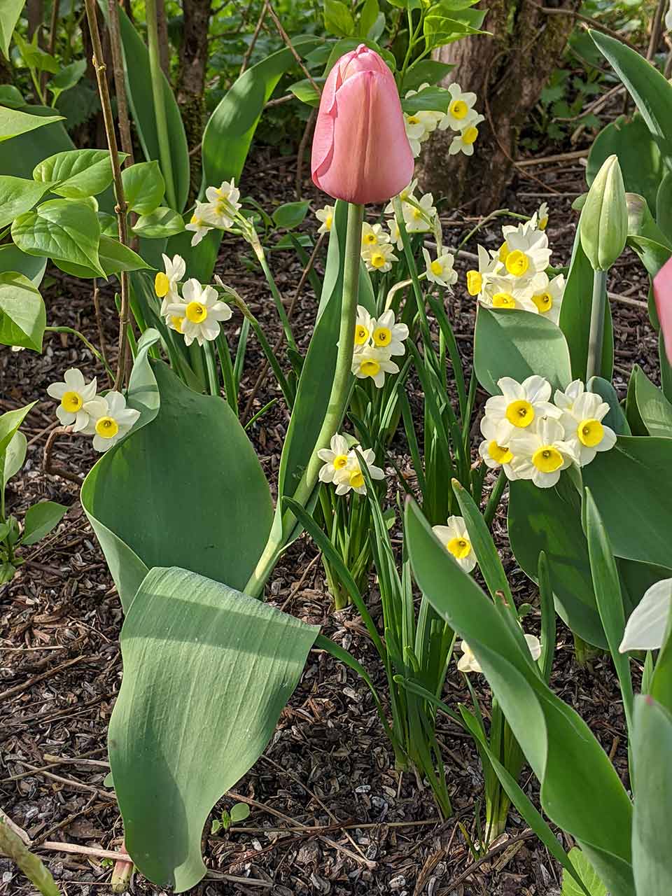Zwiebelblumen-Kollektion Folklore Mike