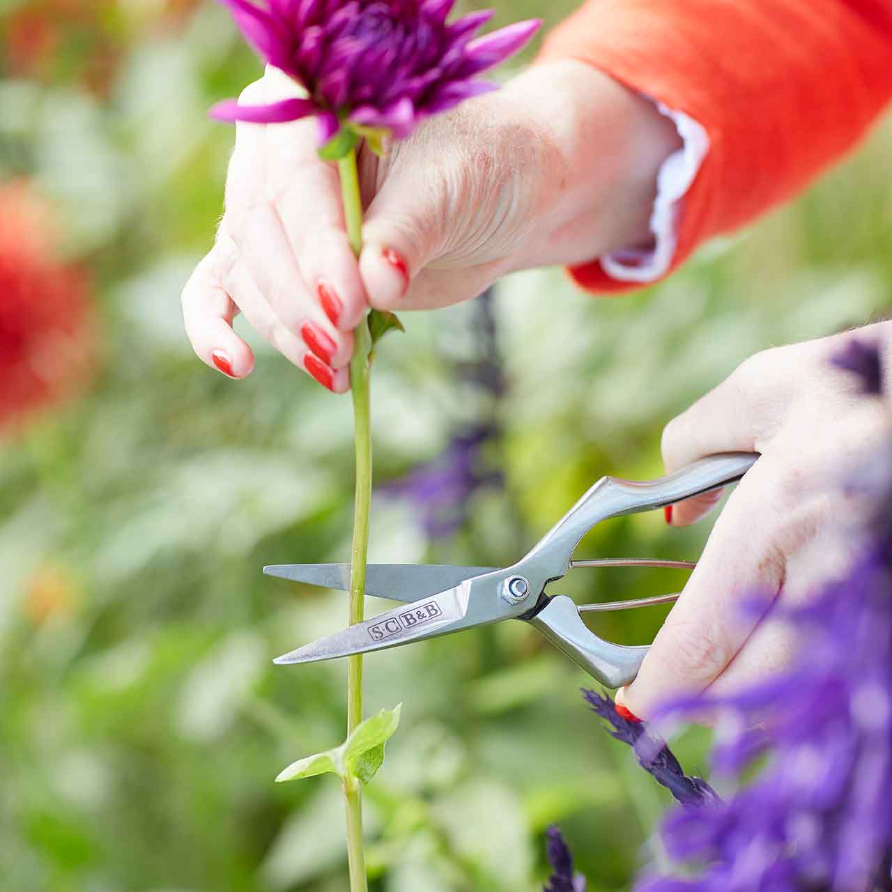 Präzisions-Gartenschere