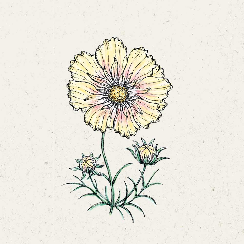 Cosmos bipinnatus Xanthos Kosmee