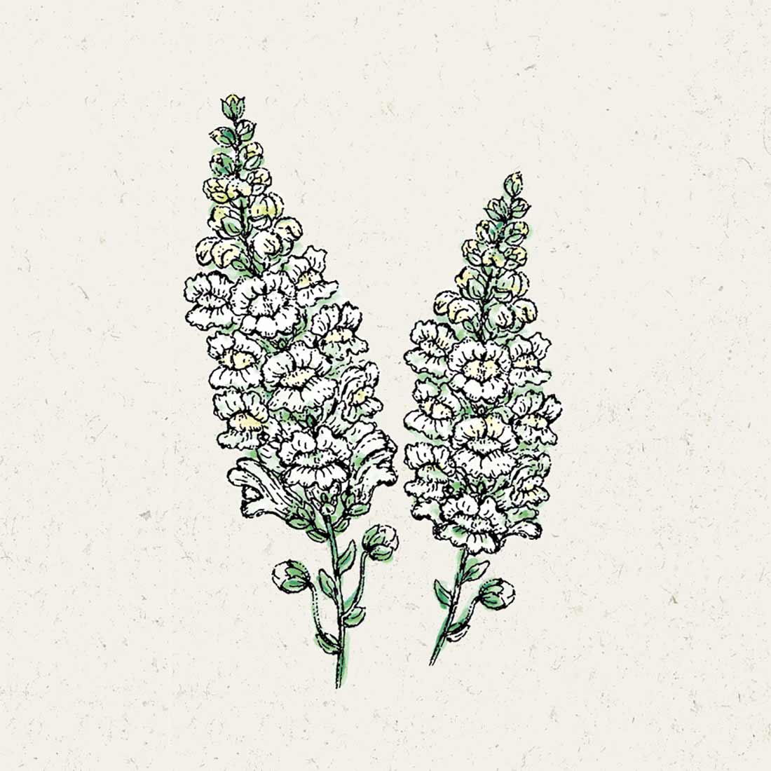 Blumensamen Löwenmäulchen