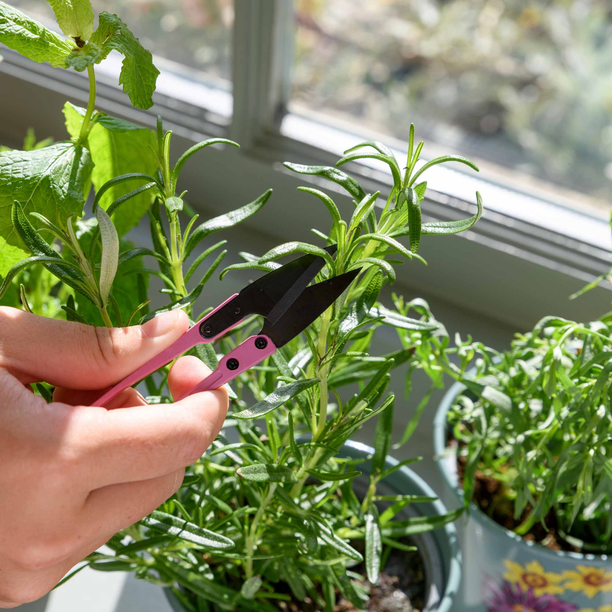 RHS-Geschenkset Kräuterbox »Asteraceae«