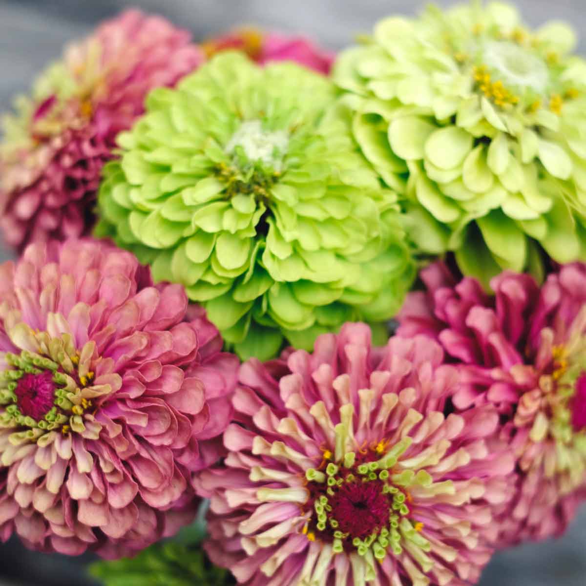 Blumensamen Zinnia elegans »Queen Red Lime« (Zinnie)