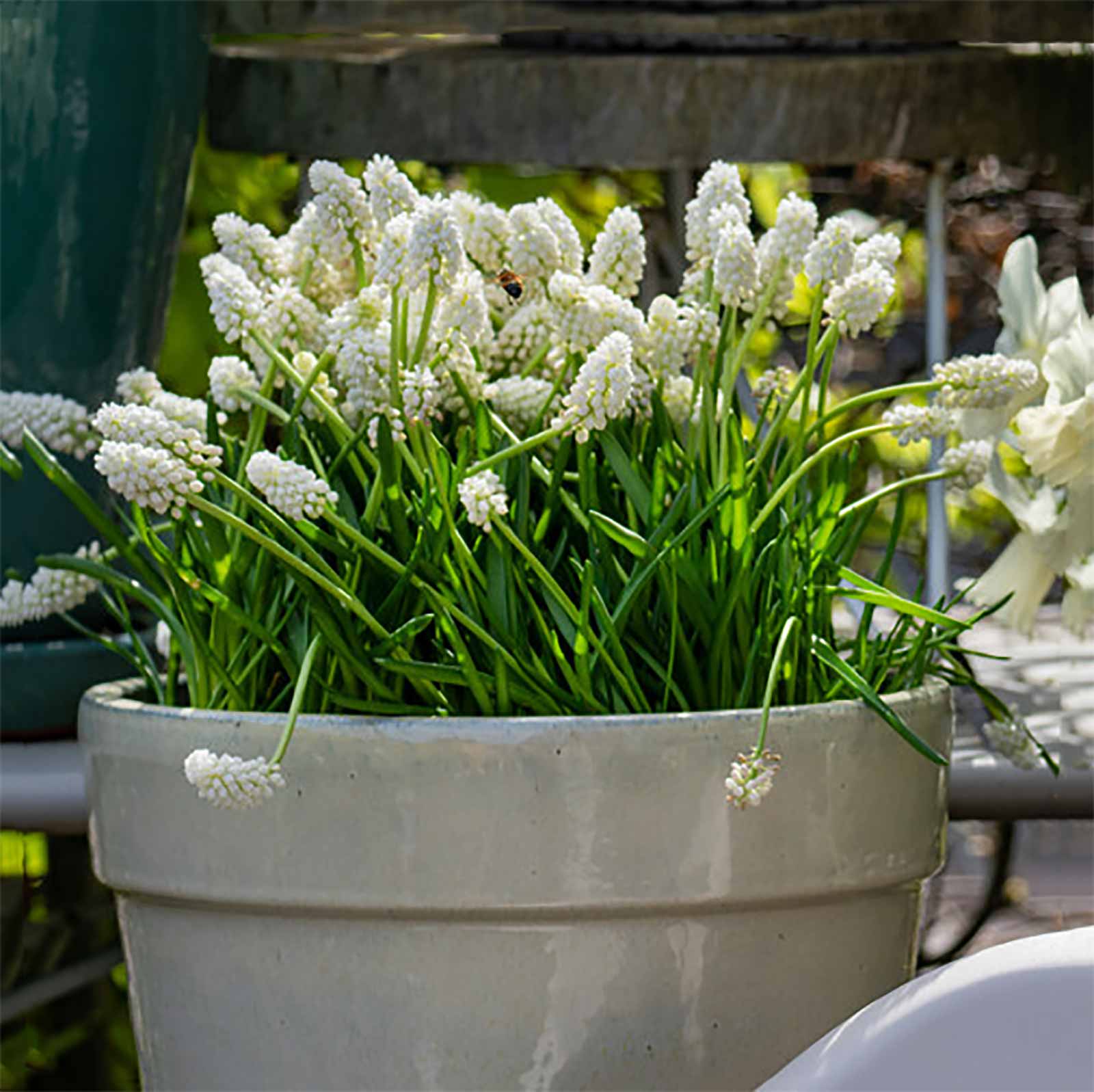 Traubenhyazinthe weiß