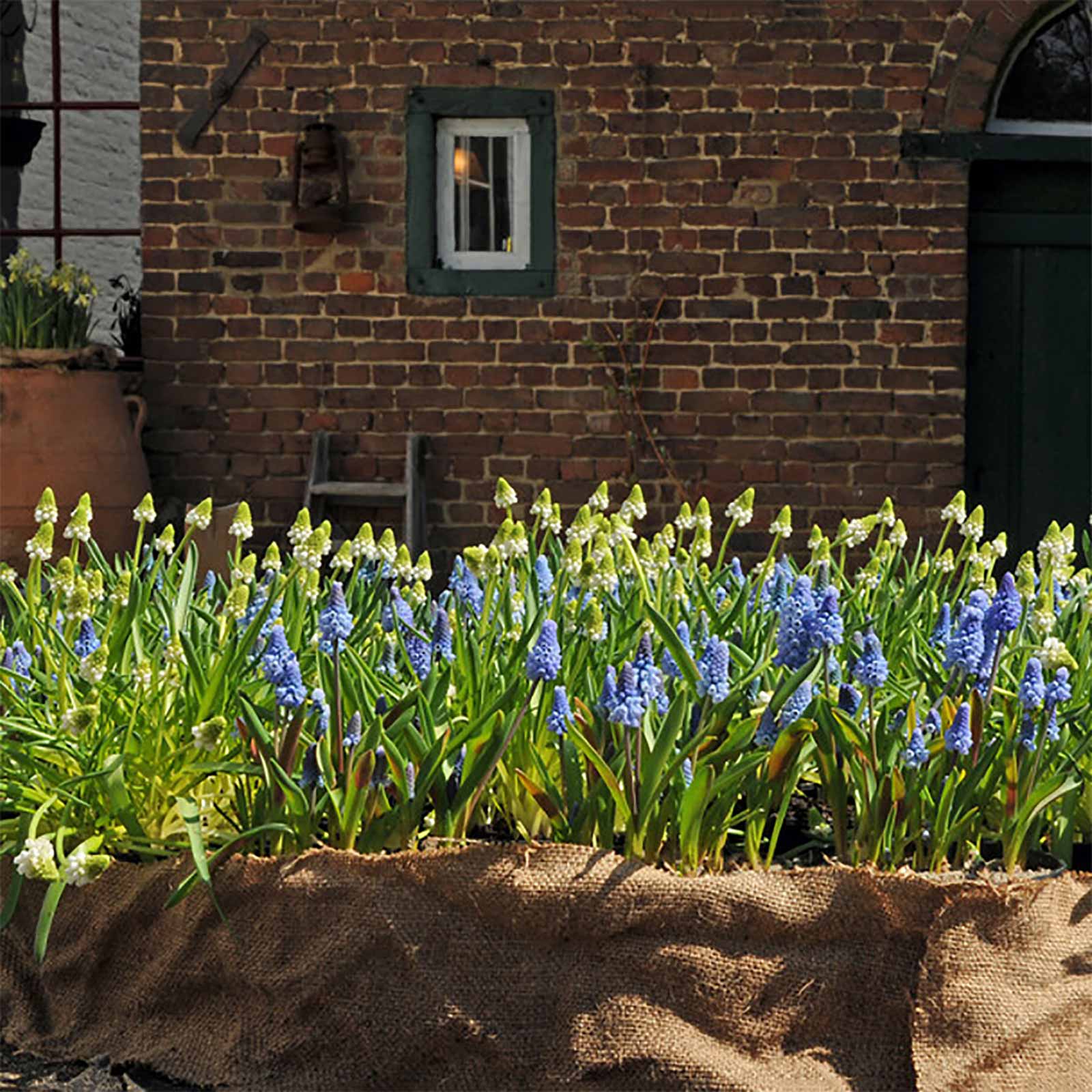 Traubenhyazinthe weiß und blau