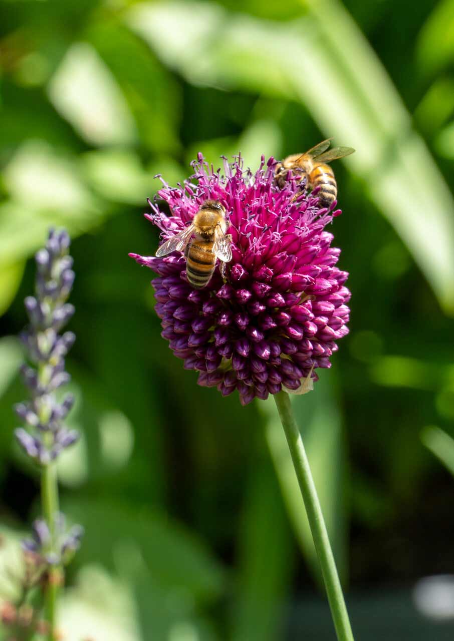 Allium Sphaerocephalon