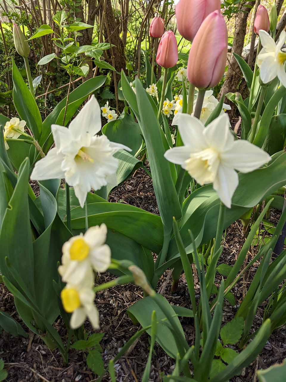 Zwiebelblumen-Kollektion Folklore Mike