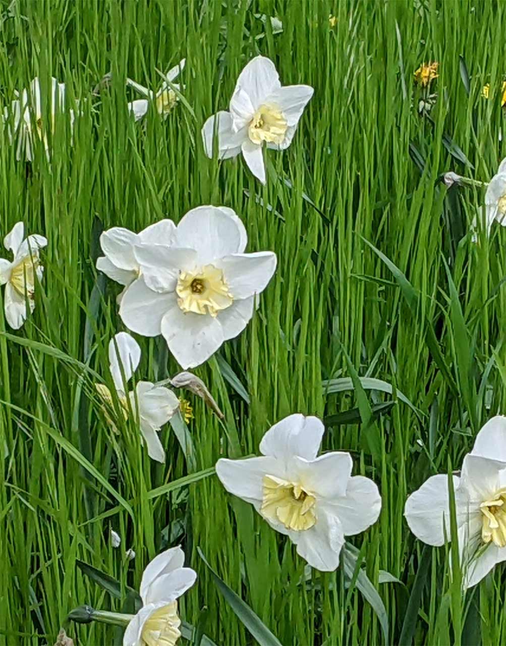 Narzisse Papillon Blanc